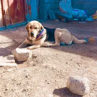 سگ پژدر .