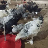 جوجه و نیمچه