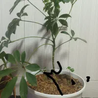 گلهای زیبا وشاداب