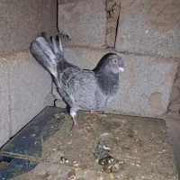 رنگی|پرنده|گنبد کاووس, |دیوار