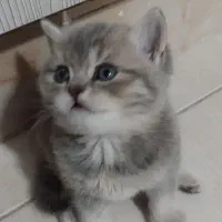 اسکاتیش بریتیش صورت خرسی|گربه|بیرجند, |دیوار