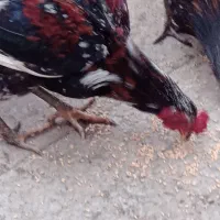 خروس|حیوانات مزرعه|ارومیه, |دیوار