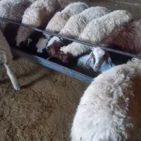 بره|حیوانات مزرعه|گلپایگان, |دیوار