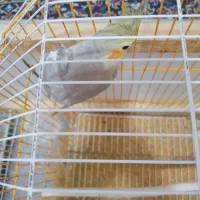 عروس هلندی|پرنده|شوشتر, |دیوار