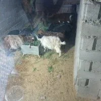 عدد زوکره و 3عدد بز