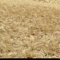 کاه دیم فروشی مقدار 12 تن