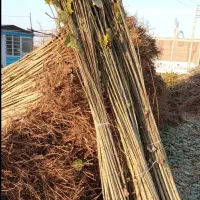 نهالستان فروش نهال سردسیری دیرگل تضمینی