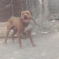سگ پیت بول اصل