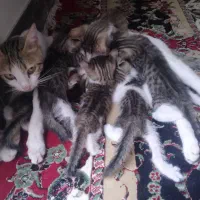 گربه