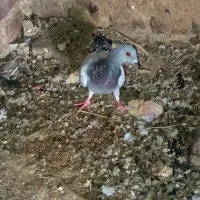 کفتر سبز