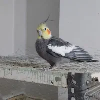 عروس هلندی جوجه بالغ جفت|پرنده|وحیدیه, |دیوار