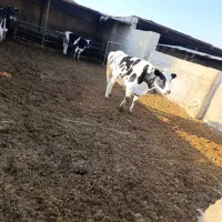 گوساله تلیسه