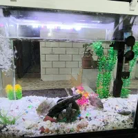 اکواریوم و ماهی|ماهی|یاسوج, |دیوار