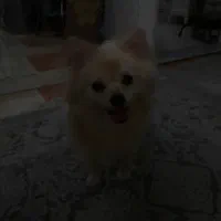 واگذاری پامرین عروسکی ۱ساله|سگ|ورامین, ورامین|دیوار