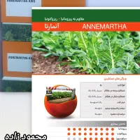 فروش و خرید بذر چغندر