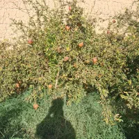 فروش انار|خوردنی و آشامیدنی|میبد, |دیوار