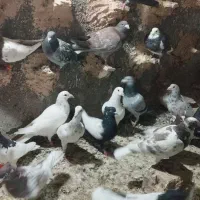 کفتر پرشی به شرط