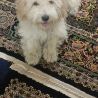 حیوان|سگ|نظرآباد, شهرک سید جمال الدین|دیوار