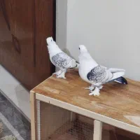 کفتر یا کبوتر|پرنده|ری, شهادت|دیوار