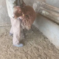 بره نرهترو وهمو بذری|حیوانات مزرعه|اسفراین, |دیوار