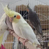 عروس هلندی|پرنده|رشت, حمیدیان|دیوار