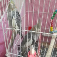 عروس هلندی سالم