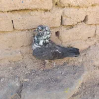 کبوتر|پرنده|شاهرود, |دیوار