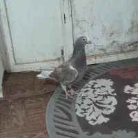 کبوتر اوقون