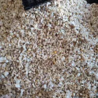 فروش سیر بذری همدان|عمدهفروشی|الوند, |دیوار