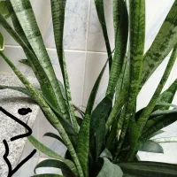 گل و گیاه|گل و گیاه طبیعی|سبزوار, جنت|دیوار