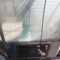 فروش آکواریوم ماهی زنده|ماهی|لردگان, |دیوار