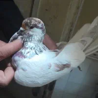 ۶۰تا کفتر خوب گرفتنی نیستن