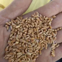 گندم کریم وکوهدشت آذر۲خریدارم
