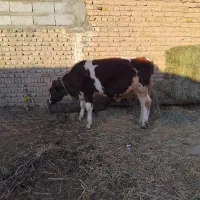 گوساله نر قرمز سیمنتال شرابی گاو|حیوانات مزرعه|تبریز, |دیوار