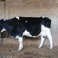 گاو زایده|حیوانات مزرعه|قوچان, |دیوار