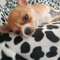 سگ خانگی|سگ|تهران, تهرانسر غربی|دیوار