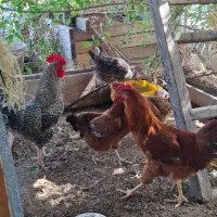 مرغ و خروس محلی