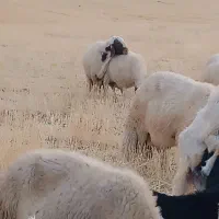 یک قوچ سنجابی اصیل