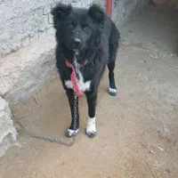 واگذاری ماده سگ|سگ|بروجرد, |دیوار