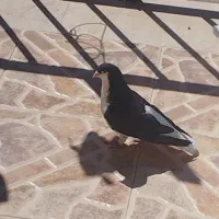 خوشرنگ سیاه نر