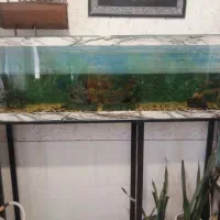 دو عدد آکواریوم کامل|ماهی|رفسنجان, |دیوار