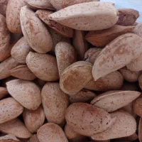 بادام تلخ