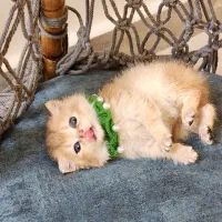 گلد نر|گربه|تهران, جوادیه تهرانپارس|دیوار