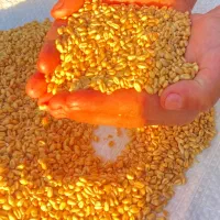 بذر گندم ابی گواهی شده سالار|خدمات باغبانی و درختکاری|کوزران, |دیوار