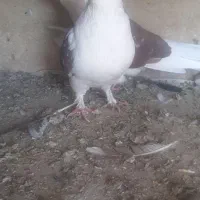 دوکت اصفهانی|پرنده|برخوار, |دیوار