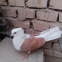 دوکت زرد