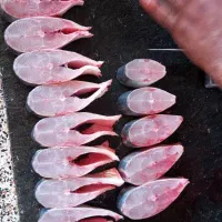 فروش عمده انواع ماهی جنوب