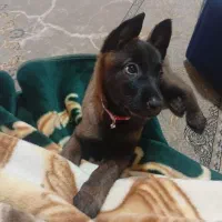 توله سگ مالینوز