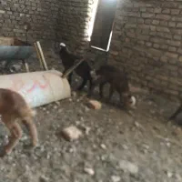 ۵ راس بره شیری سالم و سر و حال ۴ تا نر ۱ ماده