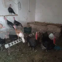 بوقلمون برنز